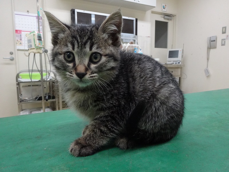 仔猫育成ボランティア 譲渡 青森県動物愛護センター Aomori Animal Center