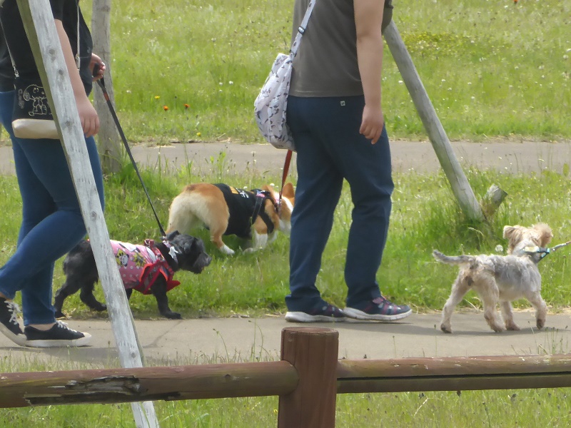 センター広場で犬と散歩