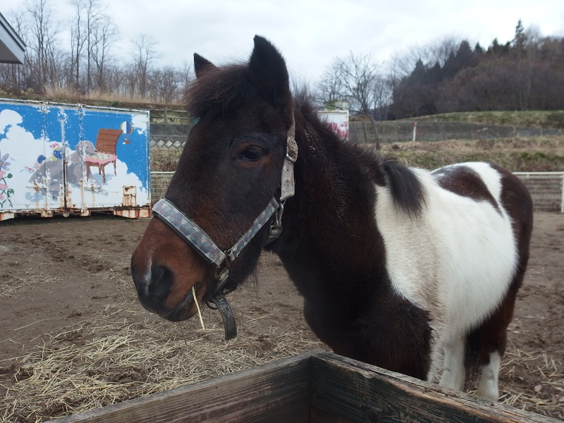 外でくつろぐ白茶の馬