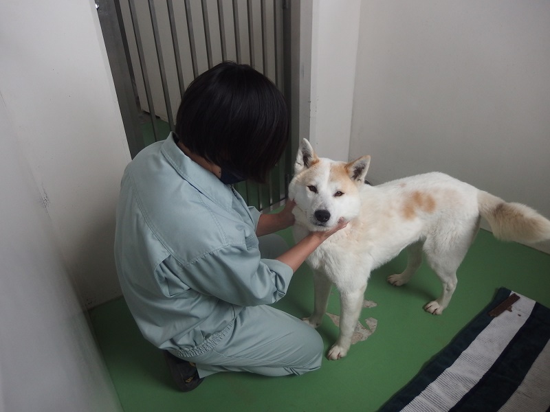 飼育係が、犬のトレーニングをする