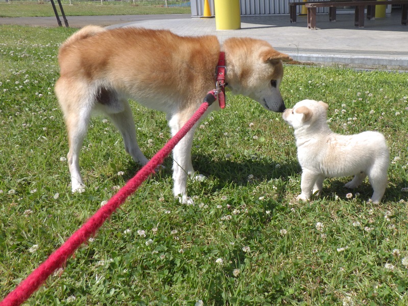 大人の犬と子犬が、挨拶する